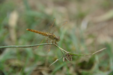 Closeup Dragonfly rest on the grass branch in the Nature