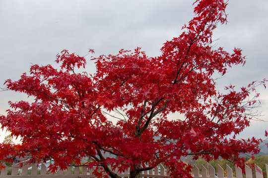 Red Tree In Winter