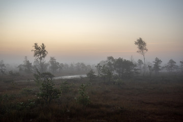 Plakat sunrise with mist in swamp bog area