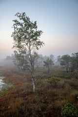sunrise with mist in swamp bog area