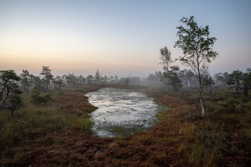 Obraz na płótnie Canvas sunrise with mist in swamp bog area