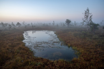 sunrise with mist in swamp bog area