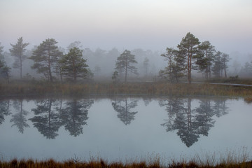 sunrise with mist in swamp bog area
