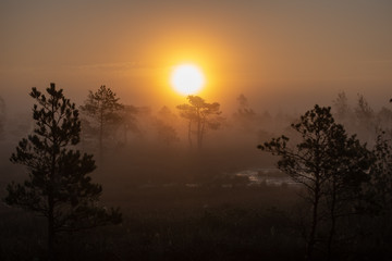 sunrise with mist in swamp bog area