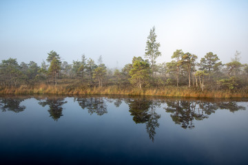 sunrise with mist in swamp bog area