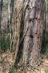 Fototapeta premium old dry tree trunk stomp texture with bark