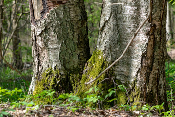 old dry tree trunk stomp texture with bark