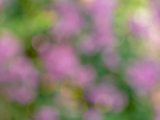 bokeh background scene blur