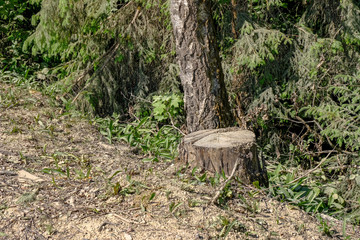 old dry tree trunk stomp texture with bark
