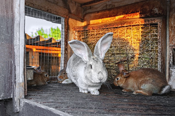 A big gray rabbit with small bunnies live in a cage with hay. Farm Livestock for sale