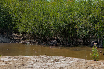 Wild pig cooling down in swamp on hot summer day