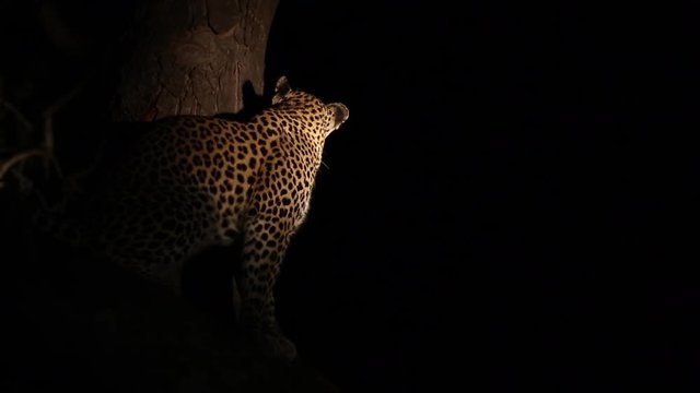 Beautiful leopard resting in tree at night illuminated by spotlight. Greater Kruger South Africa. Flat plane