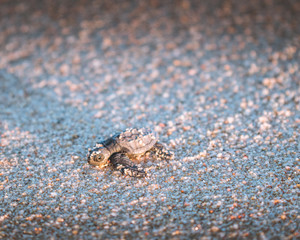baby sea turle