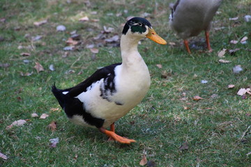 Wildgans im Freigehege