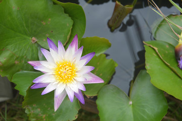 Violet White Nilumbo Nucifera Lotus Flower in the water pool