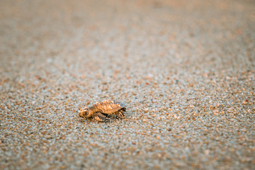 Sea Turtle on Beach