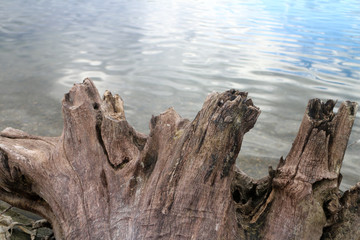 tree truck in peaceful lake