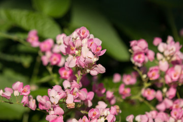 Mexican creeper flower, Small Pink mix white flower