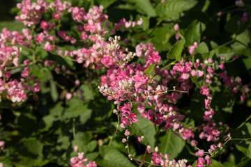 Fototapeta na wymiar Mexican creeper flower, Small Pink mix white flower