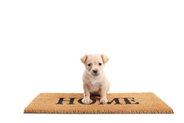 Cute little puppy standing on a door mat with written text home