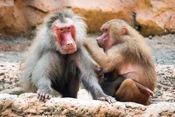 a family of hamadryas baboon whole sitting and socializing