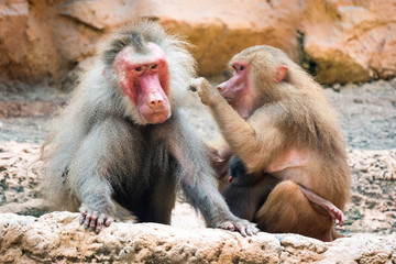 a family of hamadryas baboon whole sitting and socializing