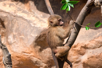 a young hamadryas baboon while climbing a tree and looking for food