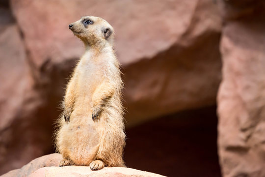 A meerkat while standing and being watchful of the environment © Bill
