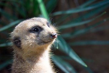 A closeup shot of a meerkats head while standing and being watchful of the environment