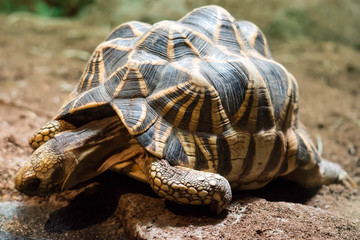 a polughshare tortoise while exploring a soil focusing on its shell