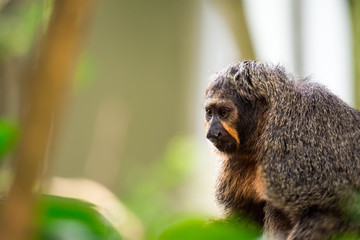 Close up shot head focus of a brown capuchin with green blurry background
