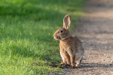 lapin