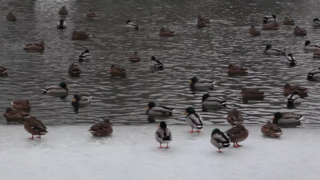 duck winter lake hd footage