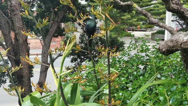 New Zealand Tui bird gathers nectar from native flax plants in Wellington City during summer.