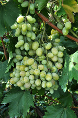 Cluster grapes with berries