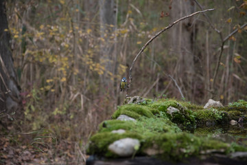 Eurasian blue tit (Cyanistes caeruleus) standing on a branch above an artificial pond made for feeding.