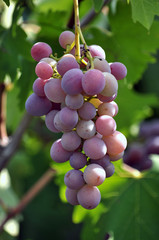 Cluster grapes with berries
