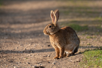 lapin