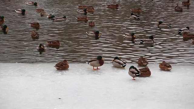 duck winter lake hd footage
