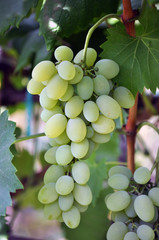 Cluster grapes with berries