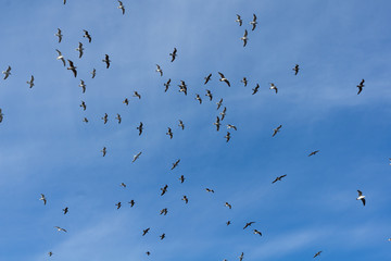 Möwe vor strahlend blauem Himmel Dänemarks
