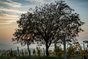 Samotne drzewo o zachodzie słońca w winnicy