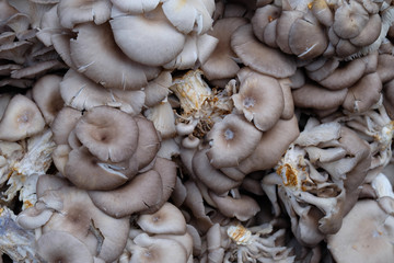 mushrooms on the morning market