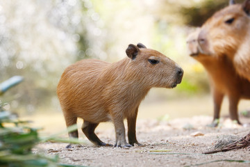 Very cute largest rodent Capybara (Hydrochoerus hydrochaeris)