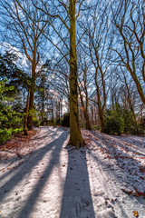 a snowy white forest path in the winter, with long shadows of the bare trees on a winter sunny day with blue sky