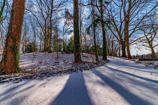 a snowy white forest path in the winter, with long shadows of the bare trees on a winter sunny day with blue sky
