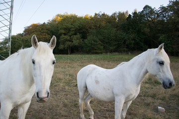 white horse on meadow