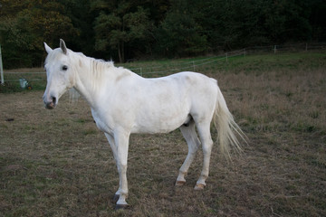 Naklejka na ściany i meble white horse on meadow