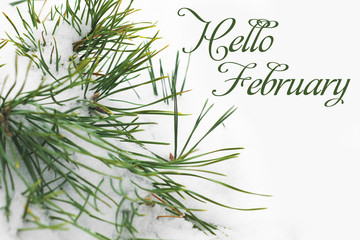 Hello winter. The needles are covered with snow. Snow-covered spruce.