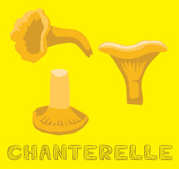 Mushroom Type Chanterelle Vector Illustration